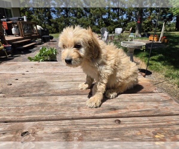 Medium Photo #1 Goldendoodle Puppy For Sale in LEON, KS, USA