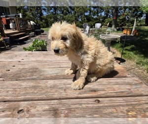 Goldendoodle Puppy for sale in LEON, KS, USA