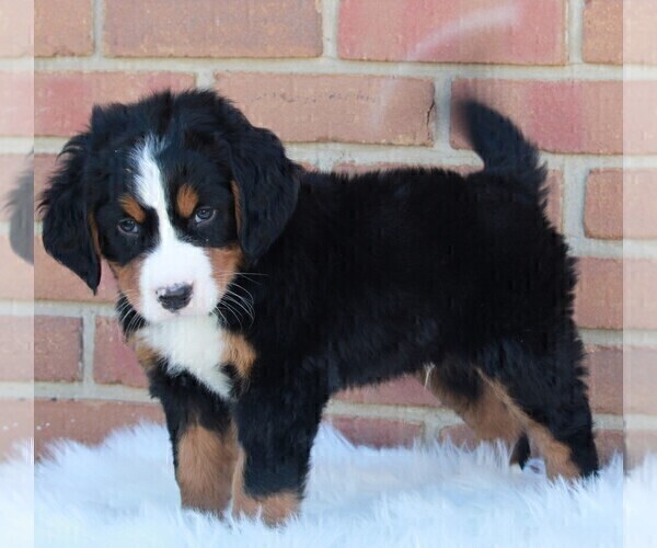 Medium Photo #4 Bernese Mountain Dog Puppy For Sale in FREDERICKSBURG, OH, USA