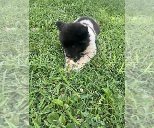 Medium Photo #1 Akita Puppy For Sale in SOMERSET, NJ, USA