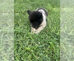 Puppy 5 Akita