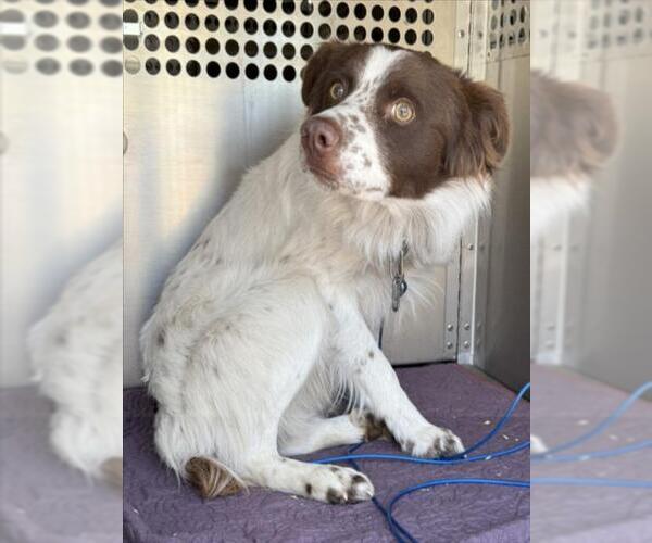 Medium Photo #1 Border-Aussie Puppy For Sale in Woodland, CA, USA