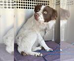 Small Border-Aussie