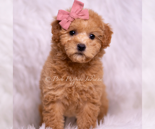 Medium Photo #32 Goldendoodle (Miniature) Puppy For Sale in WARSAW, IN, USA