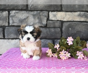 Shih Tzu Puppy for sale in MILLERSBURG, OH, USA