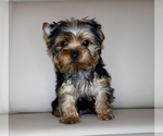 Small #1 Yorkshire Terrier