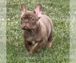 Small #1 French Bulldog