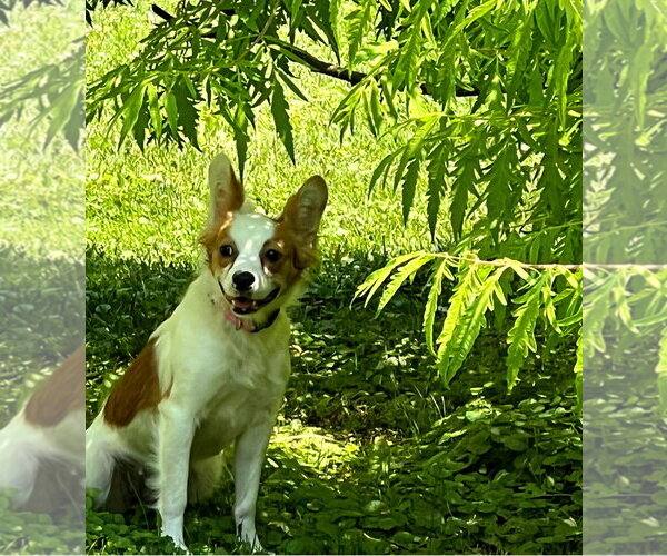 Medium Photo #2 Cavalier King Charles Spaniel-Unknown Mix Puppy For Sale in Buffalo, MN, USA