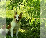 Small #1 Cavalier King Charles Spaniel Mix