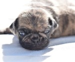 Small #1 Pug