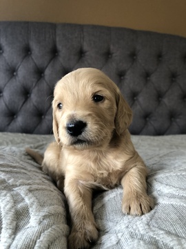 Medium Photo #4 Goldendoodle Puppy For Sale in FORT COLLINS, CO, USA