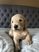 Small Photo #4 Goldendoodle Puppy For Sale in FORT COLLINS, CO, USA