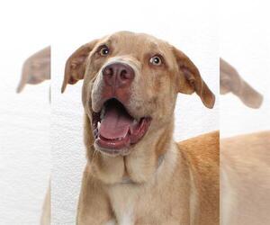 Catahoula Leopard Dog-Labrador Retriever Mix Dogs for adoption in Burbank, CA, USA