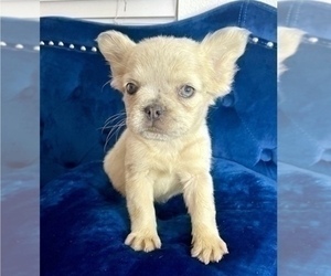 French Bulldog Puppy for sale in CHARLOTTE, NC, USA