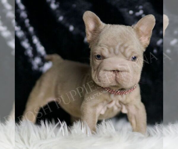 Medium Photo #4 French Bulldog Puppy For Sale in WARSAW, IN, USA