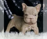 Small #2 French Bulldog