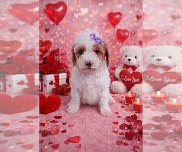 Medium Photo #2 Goldendoodle (Miniature) Puppy For Sale in GASTONIA, NC, USA