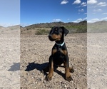 Small Photo #17 Doberman Pinscher Puppy For Sale in PLYMOUTH, MA, USA