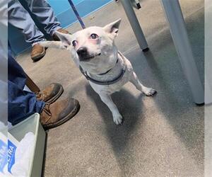 Chihuahua Dogs for adoption in Houston, TX, USA