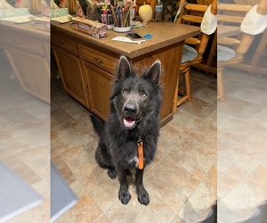 Father of the German Shepherd Dog puppies born on 04/21/2025