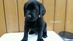Puppy 0 Labrador Retriever