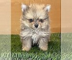 Small #4 Pomeranian