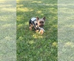 Small #6 Yorkshire Terrier