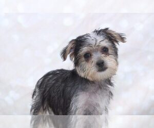 Yo-Chon Puppy for sale in MARIETTA, GA, USA