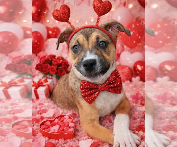 Medium Photo #1 Labrador Retriever-Unknown Mix Puppy For Sale in Royal Palm Beach, FL, USA