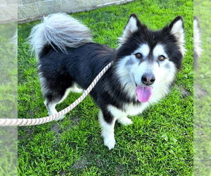 Siberian Husky Dog for Adoption in Long Beach, California USA