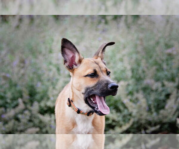 Medium Photo #5 Mutt Puppy For Sale in Sandy, UT, USA