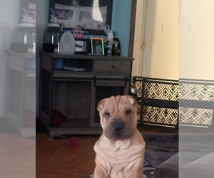 Chinese Shar-Pei Puppy for sale in ORLANDO, FL, USA