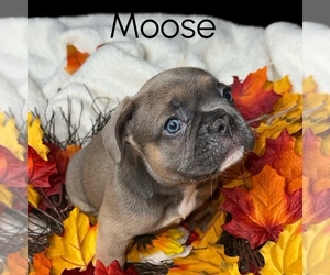 French Bulldog Litter for sale in PORTSMOUTH, VA, USA