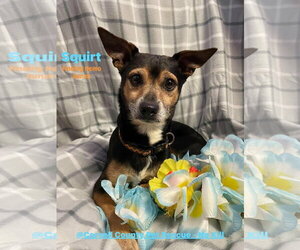 Chihuahua-Unknown Mix Dogs for adoption in NEWPORT NH, NH, USA