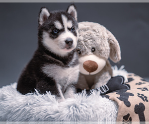 Siberian Husky Puppy for sale in BRISTOW, VA, USA