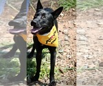 Small #8 Labrador Retriever Mix