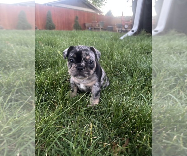 Medium Photo #2 French Bulldog Puppy For Sale in THORNTON, CO, USA
