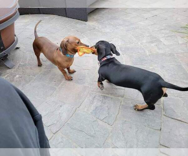 Medium Photo #1 Dachshund Puppy For Sale in TRACY, CA, USA