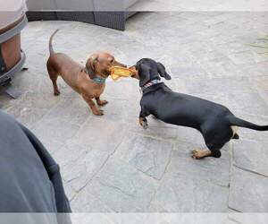Mother of the Dachshund puppies born on 02/18/2026