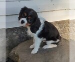 Small Photo #2 Cavalier King Charles Spaniel Puppy For Sale in MORAVIA, NY, USA