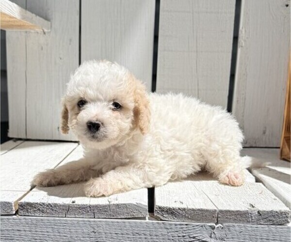 Medium Photo #2 Poodle (Miniature) Puppy For Sale in CURTISS, WI, USA