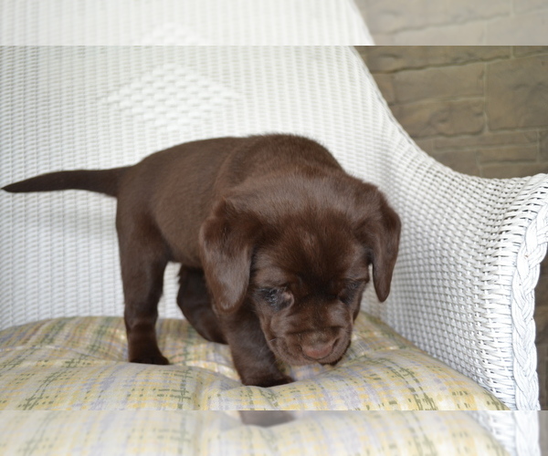 Medium Photo #8 Labrador Retriever Puppy For Sale in GREENWOOD, WI, USA