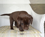 Small #2 Labrador Retriever