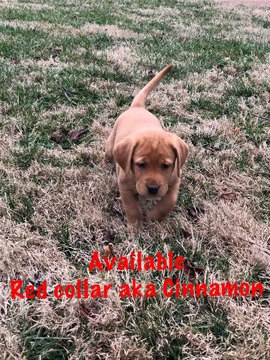 Medium Photo #1 Labrador Retriever Puppy For Sale in MBORO, TN, USA