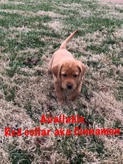 Labrador Retriever Puppy for sale in MBORO, TN, USA