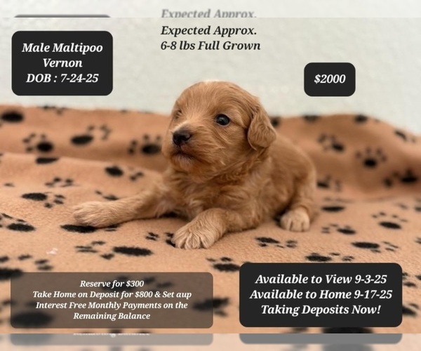 Medium Photo #1 Maltipoo Puppy For Sale in TUCSON, AZ, USA