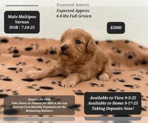 Maltipoo Puppy for sale in TUCSON, AZ, USA