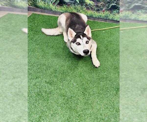 Medium Photo #1 Siberian Husky Puppy For Sale in Globe, AZ, USA