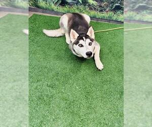 Siberian Husky Dogs for adoption in Globe, AZ, USA