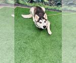 Small Siberian Husky